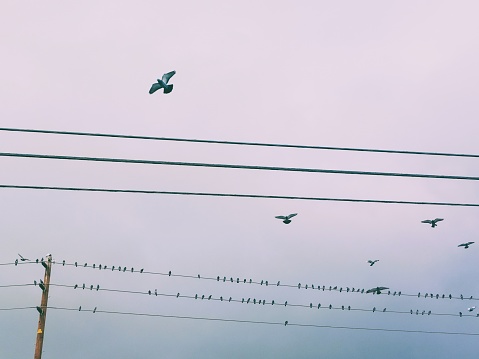 There are certain areas in town where the birds gather on the power lines.