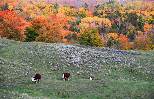 landscape of farmland and group of cattle