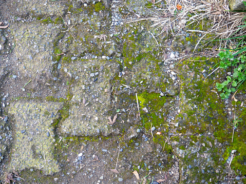 Background from old tiles. Pavement made of concrete slabs. Moss between the stones. Pattern