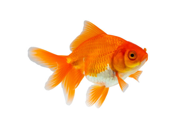istock Oranda goldfish isolated on white background close up 1951043691