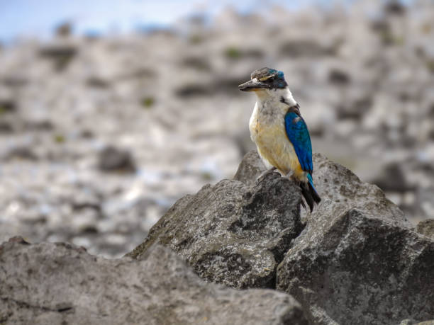 Sacred Kingfisher on Rocky Beach Kotare or Sacred Kingfisher (Todiramphus sanctus) perched on rock at Te Atatu Pensinsula, Auckland, New Zealand todiramphus sanctus stock pictures, royalty-free photos & images