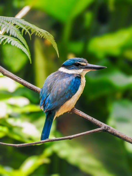270+ Sacred Kingfisher Stock Photos, Pictures & Royalty-Free