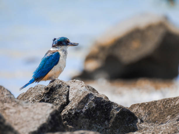 Kotare or Sacred Kingfisher Perched on Rock Looking for Food Kotare or Sacred Kingfisher (Todiramphus sanctus) perched on rock at Te Atatu Pensinsula, Auckland, New Zealand todiramphus sanctus stock pictures, royalty-free photos & images