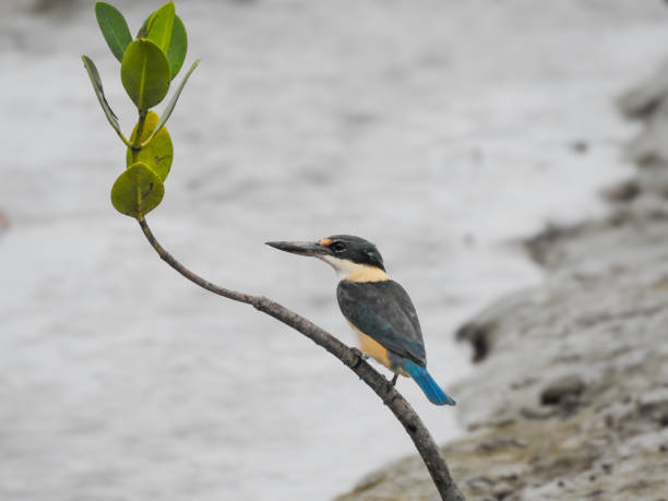 Sacred Kingfisher Perched on Mangrove Sacred Kingfisher (Todiramphus sanctus) perched on mangrove at Cairns Esplanade, Queensland, Australia todiramphus sanctus stock pictures, royalty-free photos & images