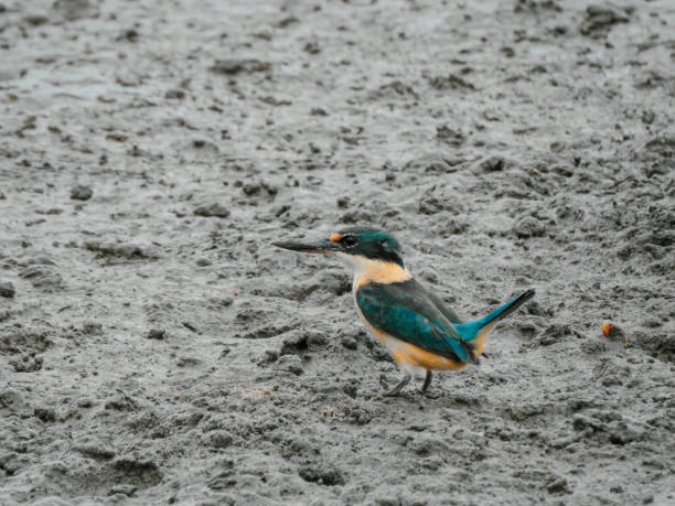 Sacred Kingfisher on Mud Flat Sacred Kingfisher (Todiramphus sanctus) on mud flat at Cairns Esplanade, Queensland, Australia todiramphus sanctus stock pictures, royalty-free photos & images