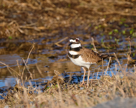 A killdeer with a beautiful bright orange eye showing a catchlight stands in short brush on the edge of a small puddle of water.