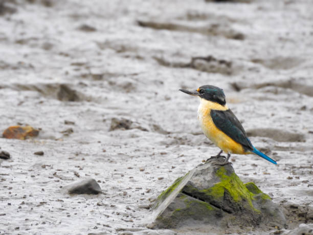 Sacred Kingfisher Perched on Rock in Mud Flat Sacred Kingfisher (Todiramphus sanctus) perched on rock at Cairns Esplanade, Queensland, Australia todiramphus sanctus stock pictures, royalty-free photos & images