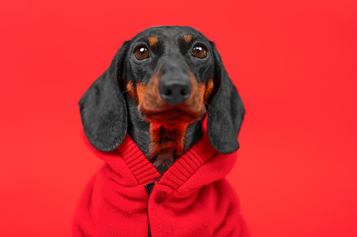 Portrait of a dachshund dog in a red hoodie against a bright background looking purposefully into the future, freedom leader Pet in bright autumn clothes, children fashion, advertising petshop
