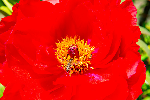 Bees in a red rose flower in a botanical garden in Odessa, Ukraine