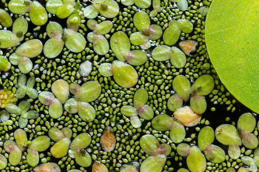 Small green aphids on Spotless watermeal (Wolffia arrhiza), duckweed (Lemna turionifera) in a freshwater pond