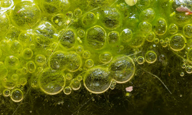 istock Freshwater algae Spirogyra release oxygen into the air, oxygen synthesis in water bodies 1951050686