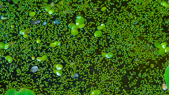 Photo showing the surface of a pond carpeted with green duckweed (Lemnoideae). If left unchecked duckweed can take over a pond and cause it to stagnate, however, when well managed the plants are a great way of helping to keep pond water clean and clear. 