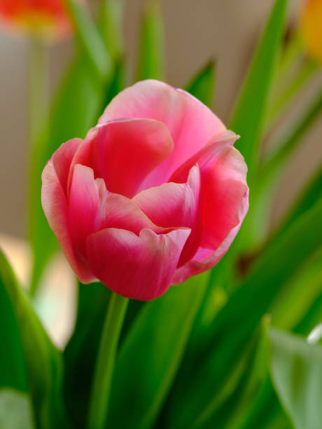 Close up photos of pink tulips in a bouquet
