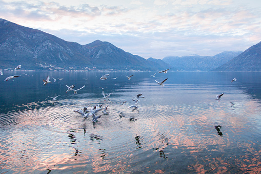 Seaside landscape with seagulls, mountains, amazing reflection of sky in still water. Winter sea beach. Sunset in The Boka Kotor Bay, Montenegro. Blue, purple and pink clouds.