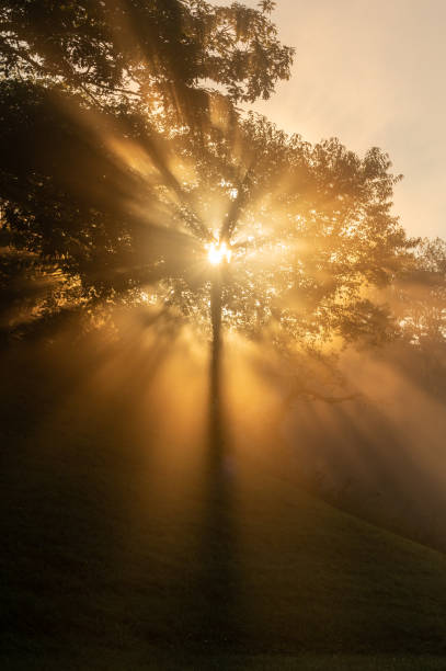 istock Tree On Hill Side Silhouetted With Foggy Sun Light 1951096526