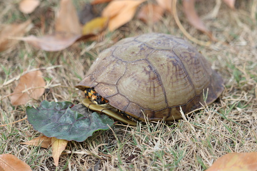 The eastern box turtle, a subspecies of the common box turtle, has a dark brown, hinged shell with yellow-orange markings. When threatened, it can pull its head, tail and limbs inside and shut its shell for protection. It makes a great pet for a child.