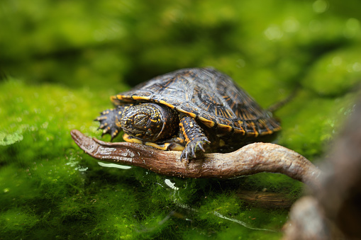 Sick juvenile of European pond turtle (Emys orbicularis) lies with eyes closed on the on the algae and hanging on a driftwood  in his enclosure