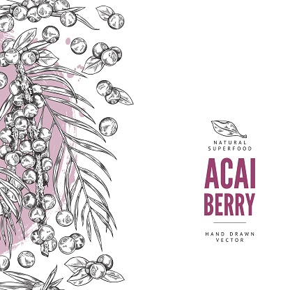 Organic acai berries card or banner template with hand drawn border featuring powerful superfood berries. Acai berry food label design, sketch vector illustration.