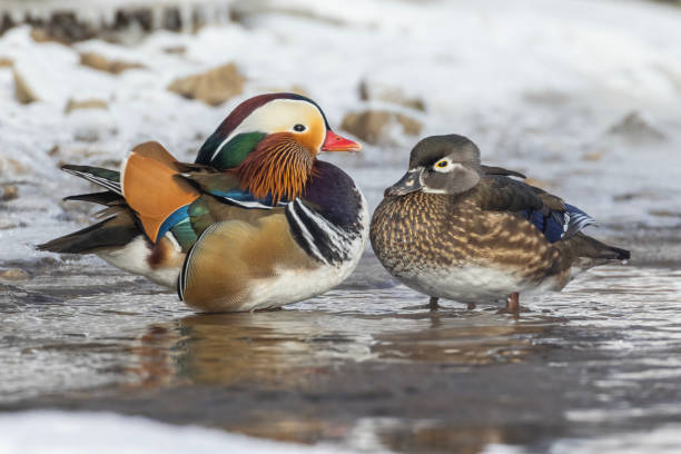 istock Pair Mandarin duck  in winter 1951158797