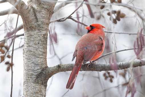 Male northern cardinal (Cardinalis cardinalis) in winter