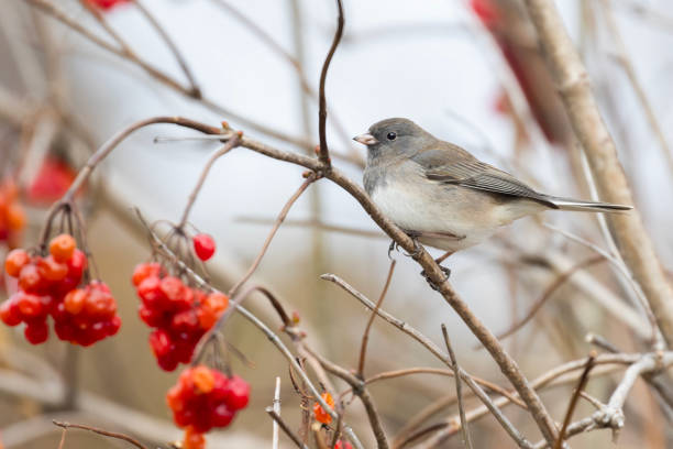 istock dark-eyed junco  in winter 1951163909