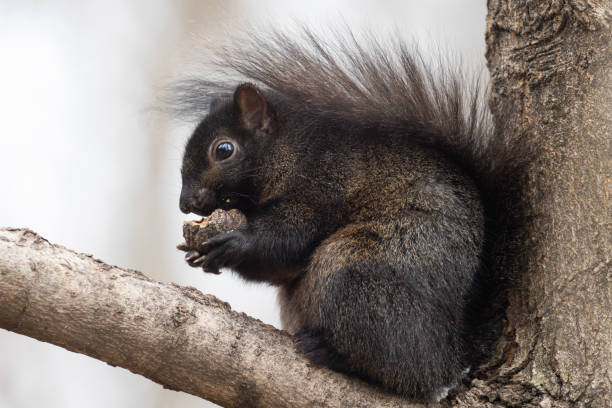 istock Black eastern gray squirrel in winter 1951163925