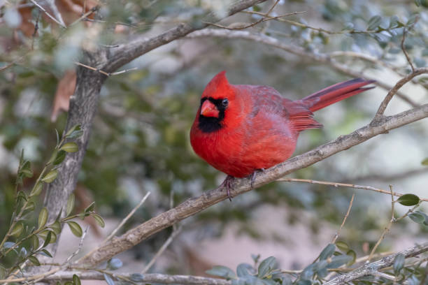 istock Northern cardinal  in winter 1951163926
