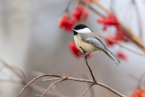black-capped chickadee (Poecile atricapillus) in winter