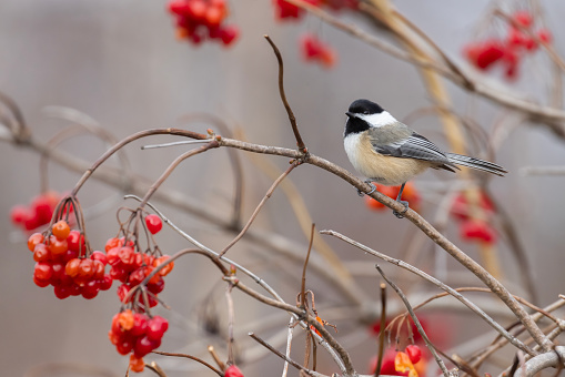 black-capped chickadee (Poecile atricapillus) in winter