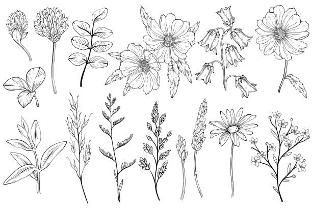 Collection of black and white wild herbs flower vector art illustration