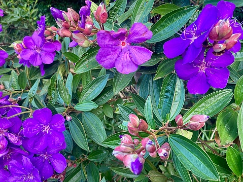 Horizontal landscape of vibrant purple tibouchina Jazzie princess flower tree in bloom with petals against green leaves in country garden NSW Australia