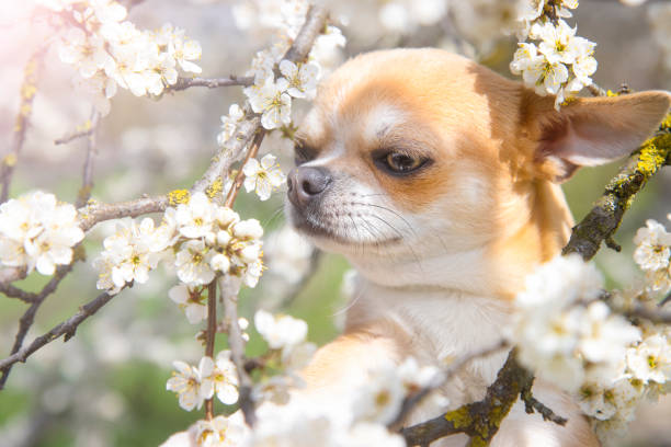 Dog, pet of the Chihuahua breed on a blurred background of a flower garden. Chihuahua outdoor