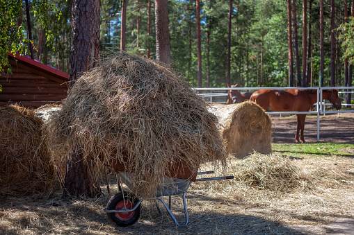 A summer day in the horse stable - harvesting fodder hay for the winter