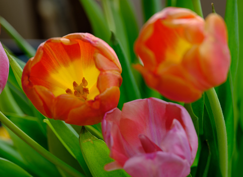 Close up photos of pink tulips in a bouquet