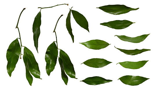 Set of green citrus leaves. Different angles to create levitation effect, collage.