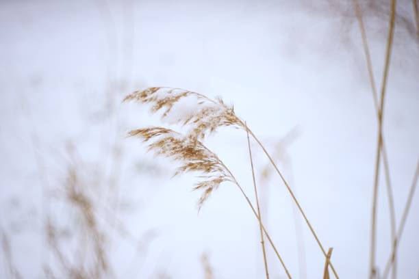 Dry reed grass in snowy field.