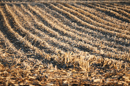 Cornfield after the harvest.