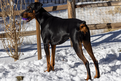 One year old black and tan Doberman Pinscher outside in winter playing in the snow