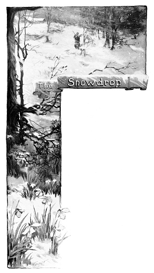A bare winter scene with snow and one person and snowdrop flowers. Illustration published 1896. Original edition is from my own archives. Copyright has expired and is in Public Domain.