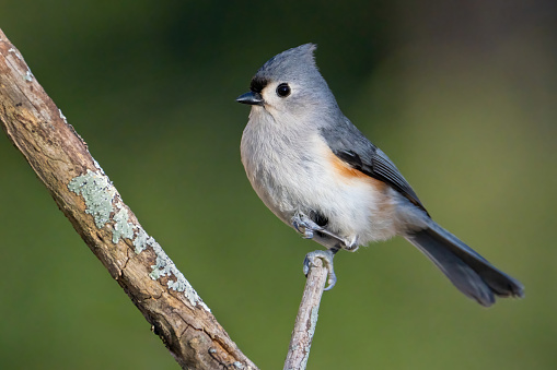 A tufted titmouse perched on a branch