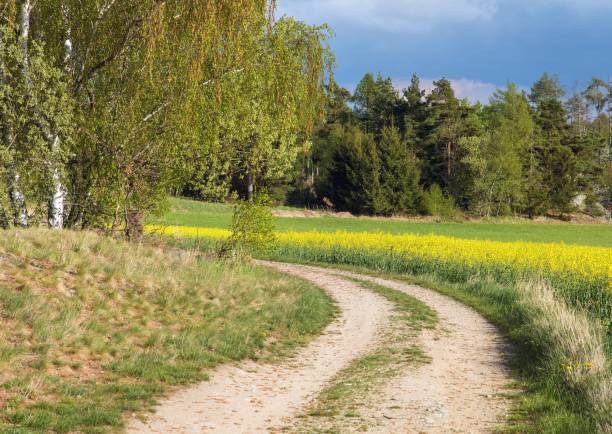 Dirt road, rapeseed field and forest, springtime view