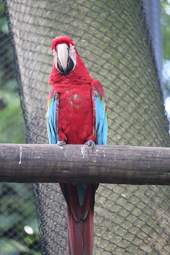 A Red and green macaw inside a aviary