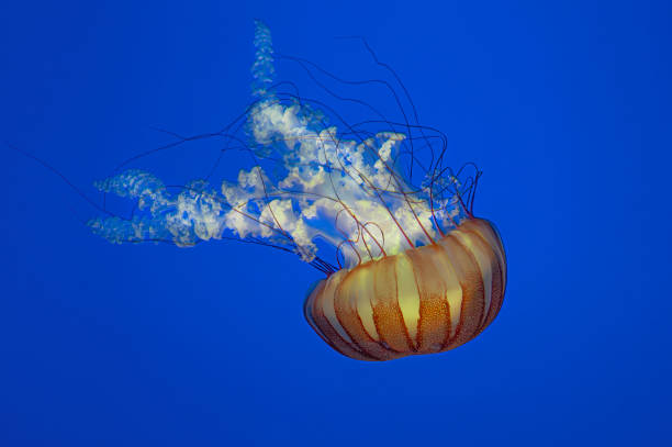 istock Jellyfish - Pacific Sea Nettles (Chrysaora fuscescens) 1951280185