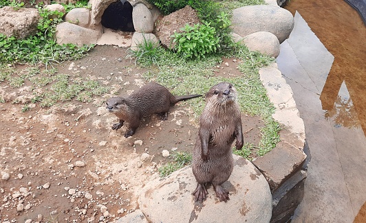 Otter laying on rock looking away from camera