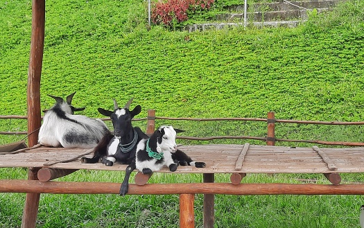Pygmy goat or Capra aegagrus hircus relaxing in a gazebo enclosure or wooden hall.
