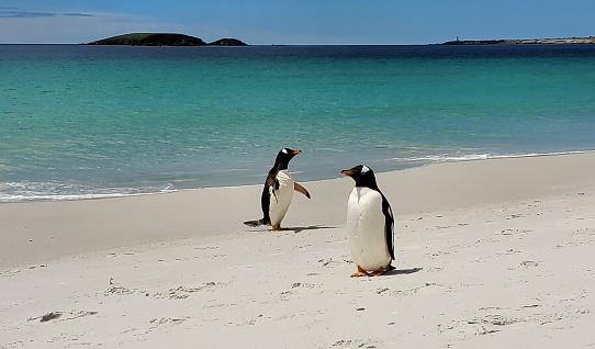 Two gentoo penguins waddle near the water in the Falkland Islands.