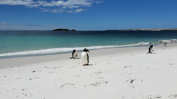 istock Gentoo Penguins Preening Themselves by the Water 1951289463