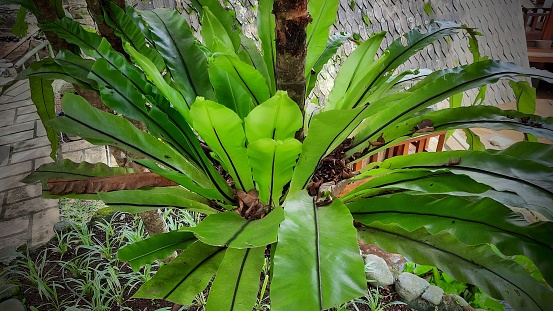 Kadaka ornamental plants or bird's nest nails or Asplenium nidus (Paku sarang burung) in the garden