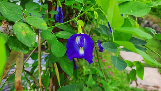 Purple butterfly pea (Bunga telang) or ternate telang or Clitoria ternatea