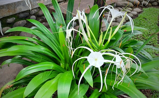 White lily ornamental plant (Bunga Bakung) or Crinum asiaticum, commonly known as poison ball, giant crinum lily, grand crinum lily, or spider lily